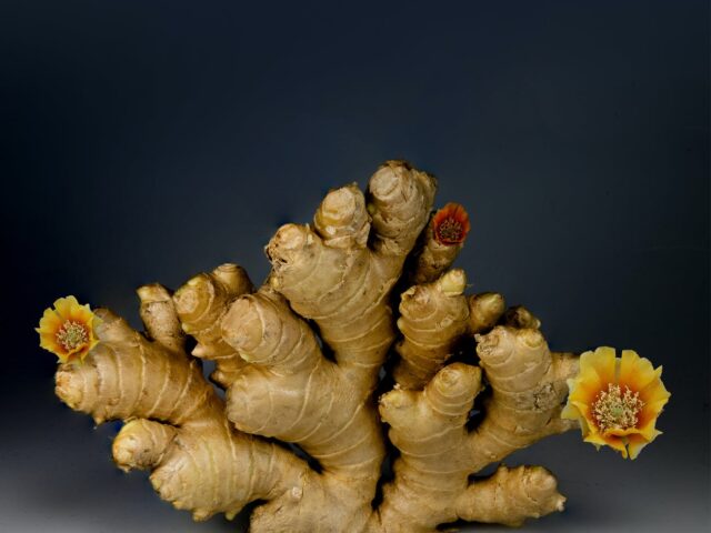 ginger on gray surface